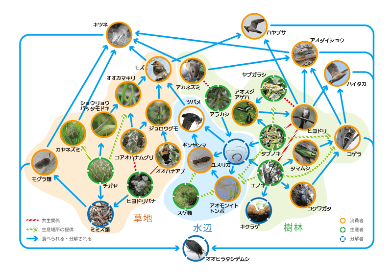 図：共存の森の食物連鎖を示した概略図（概要については、以下の内容でご確認ください。）