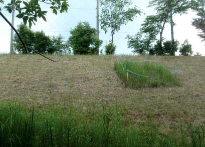 写真：草刈りされた区域内に、刈り残された区域がある写真