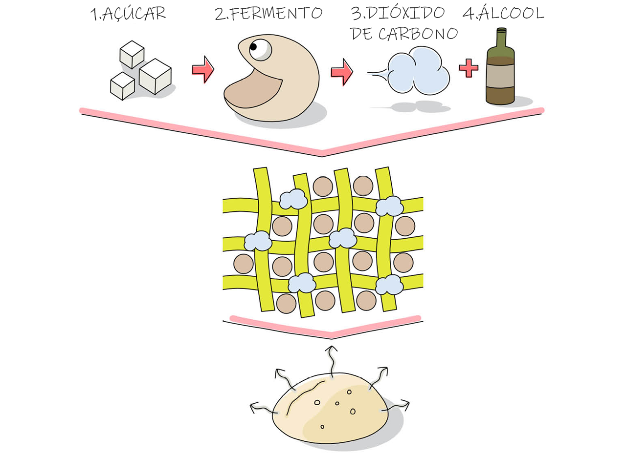 Como é que funciona a fermentação