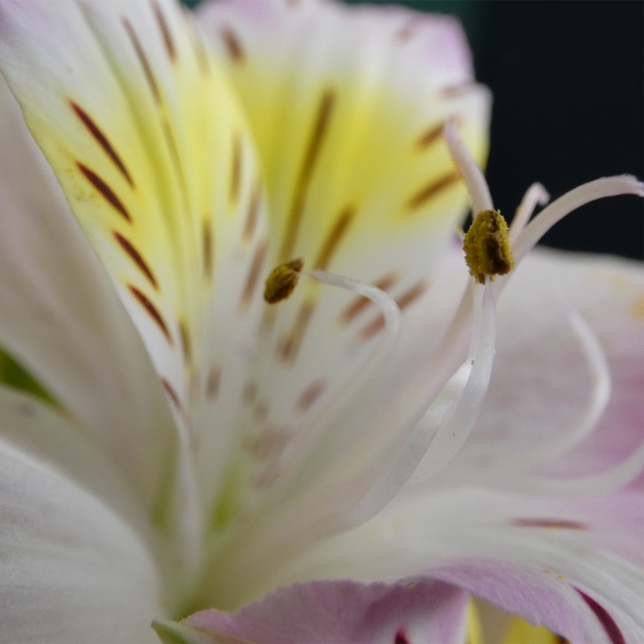 Stunning Macro Photos