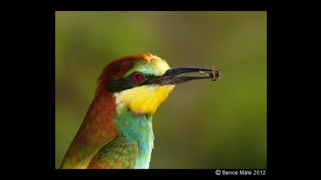 Get Inspired - Lumix Digital Camera: DMC-FZ200