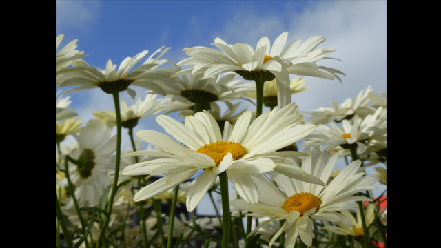 Get Inspired - Lumix Digital Camera: DMC-TZ40