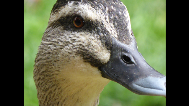 Get Inspired - Lumix Digital Camera: DMC-TZ40