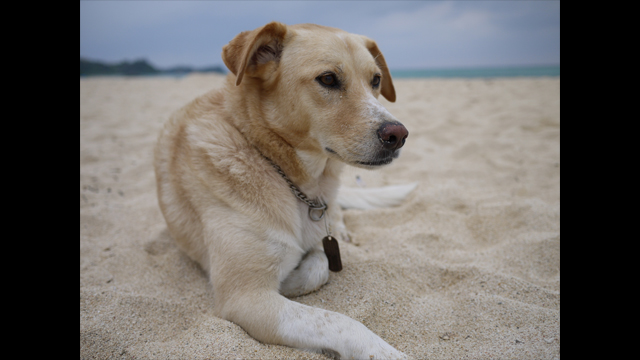 Get Inspired - Lumix G Lens: H-H020AE