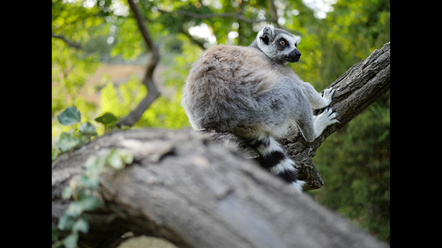 Get Inspired - LUMIX G Lens H-H025E