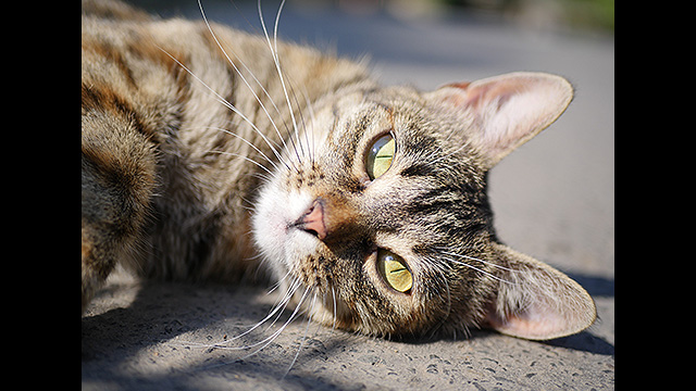 Get Inspired - LUMIX G Lens H-H025E