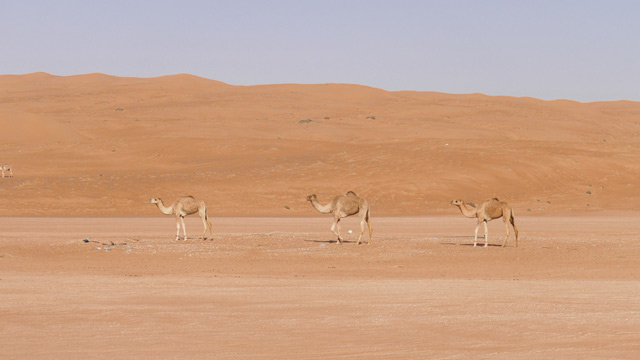 Soyez inspirés - Appareil numérique LUMIX DC-TZ200D