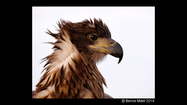 Soyez inspirés - LUMIX Digital Single Lens Mirrorless Camera DMC-GH4