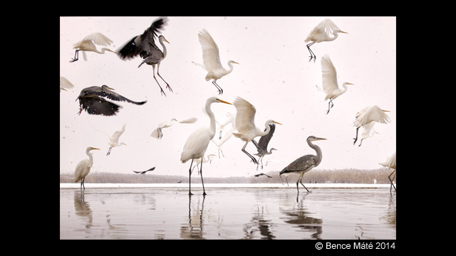 Soyez inspirés - LUMIX Digital Single Lens Mirrorless Camera DMC-GH4