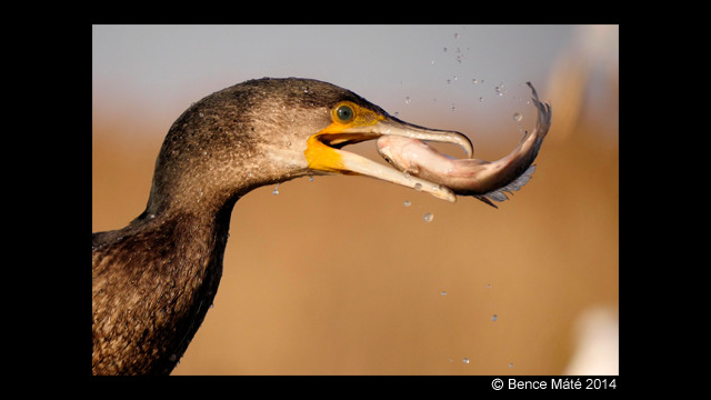 Laat u inspireren - LUMIX Digital Single Lens Mirrorless Camera DMC-GH4