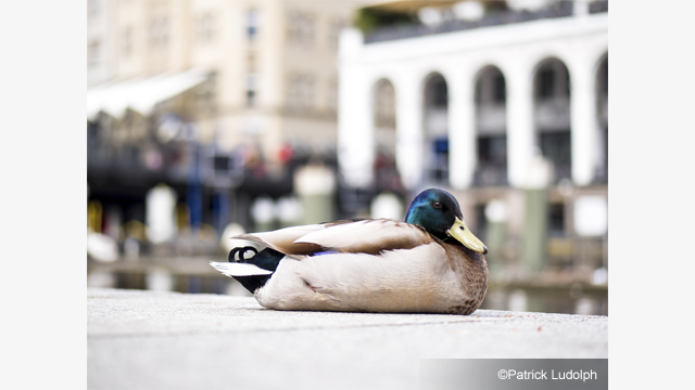 Laat u inspireren - LUMIX Micro Four Thirds cameralens H-HS043E9