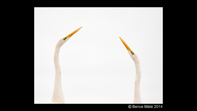 Laissez-vous inspirer - Appareil photo numérique mono-objectif sans miroir LUMIX DMC-GH4M