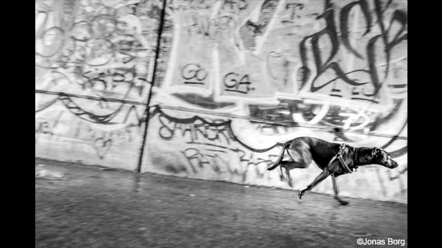 Soyez inspirés - Appareil photo numérique mono-objectif sans miroir LUMIX DMC-GX80Y