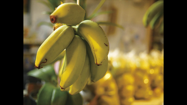 Dapatkan Inspirasi - LUMIX G Lens H-H020