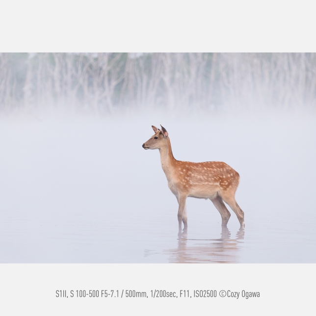 Foto di Cozy Ogawa, S1II, S 100-500 F5-7.1, 500 mm, 1/200 sec, F11, ISO2500