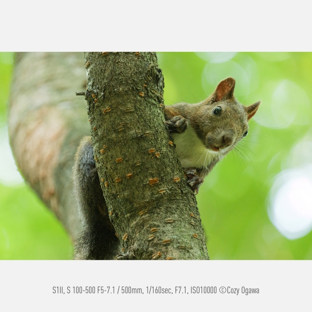 Foto di Cozy Ogawa, S1II, S 100-500 F5-7.1,500 mm, 1/160 sec, F7.1, ISO10000
