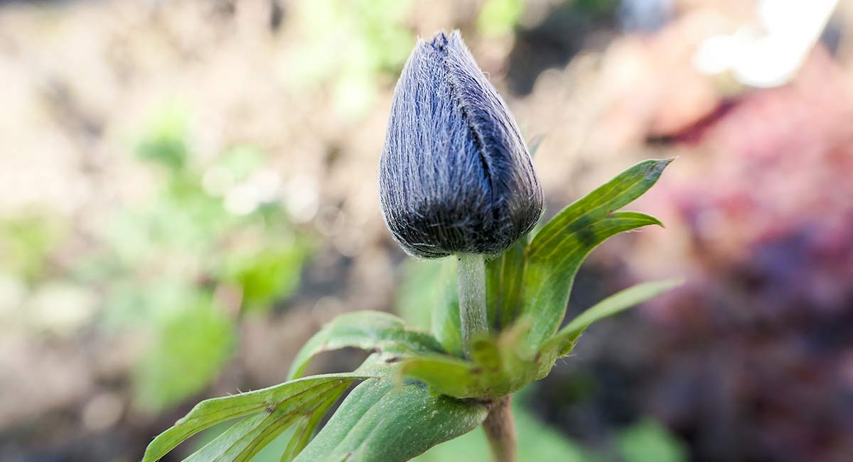 កាន់តែខិតជិតទៅរកភាពលម្អិត