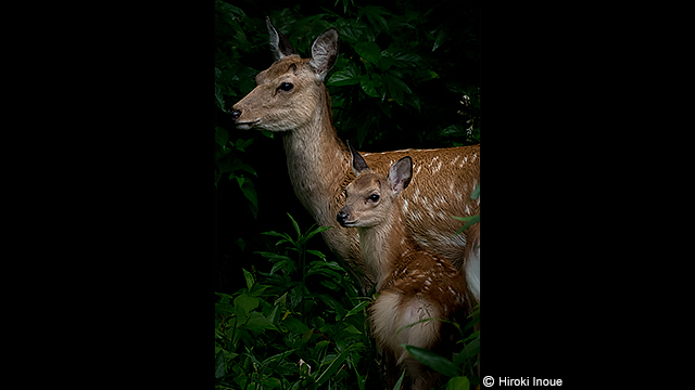 ទទួលបានការបំផុសគំនិត - កាមេរ៉ាឌីជីថល LUMIX DMC-FZ2500