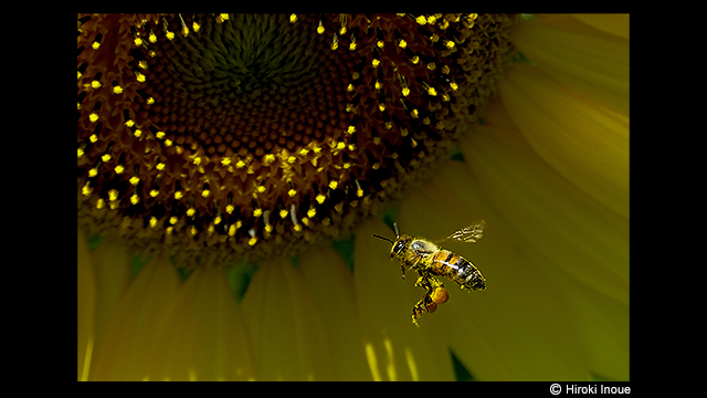 ទទួលបានការបំផុសគំនិត - កាមេរ៉ាឌីជីថល LUMIX DMC-FZ2500