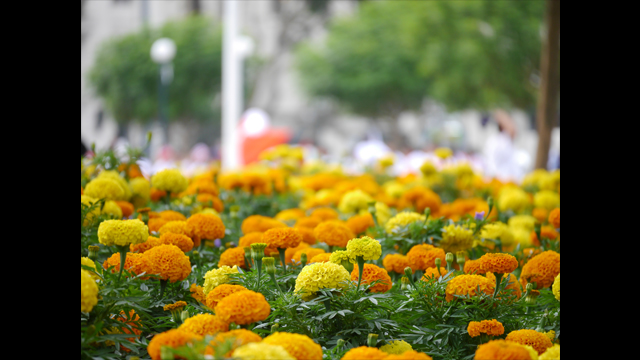 ទទួលបានការបំផុសគំនិត - LUMIX G Lens H-FS45150