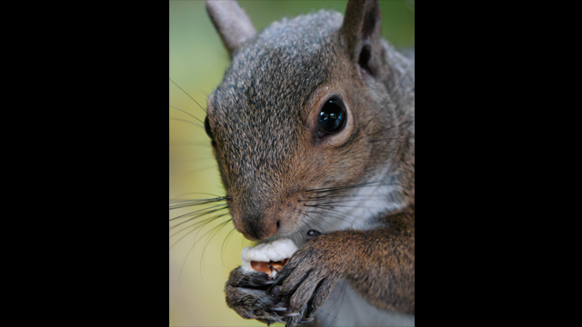 ទទួលបានការបំផុសគំនិត - LUMIX G Lens H-FSA100300