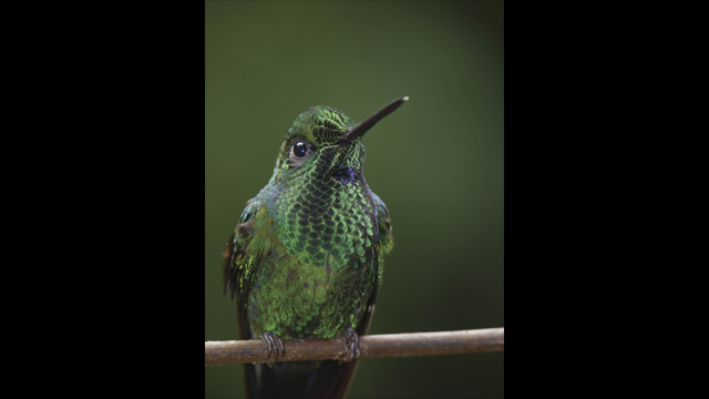 ទទួលបានការបំផុសគំនិត - LUMIX G Lens H-FSA100300