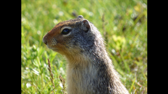 للاستلهام - كاميرا لوميكس رقمية DMC-FZ70