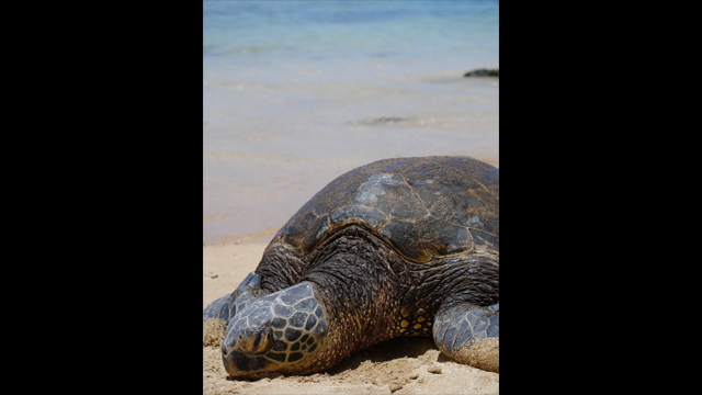 للاستلهام - عدسة لوميكس جي H-PS45175