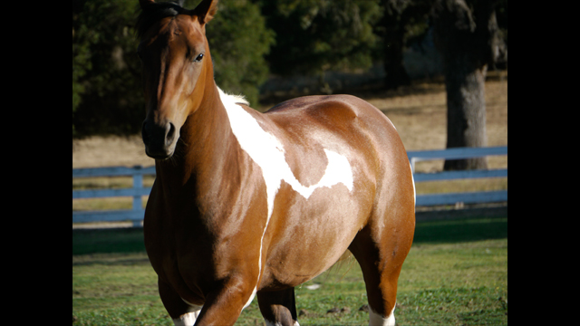 للاستلهام - عدسة لوميكس جي H-VS014140