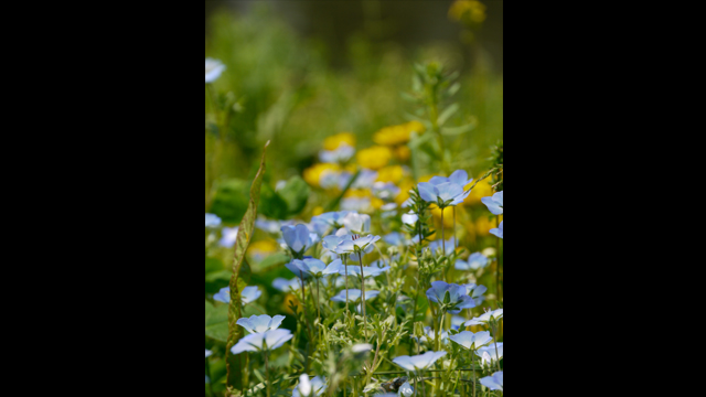 للاستلهام - عدسة لوميكس جي H-VS014140