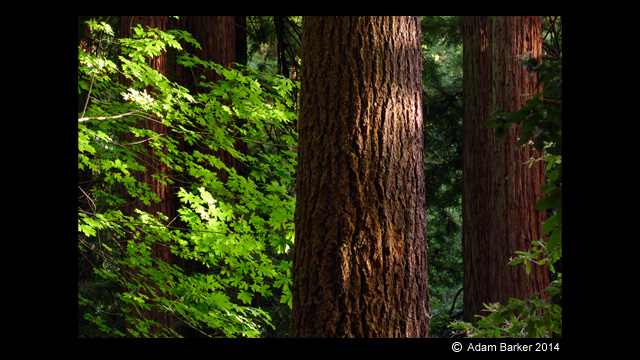 Get Inspired - LUMIX Digital Camera DMC-FZ1000