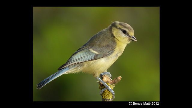 Get Inspired - LUMIX® Digital Camera DMC-FZ200