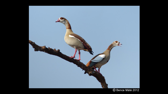 Get Inspired - LUMIX® Digital Camera DMC-FZ200