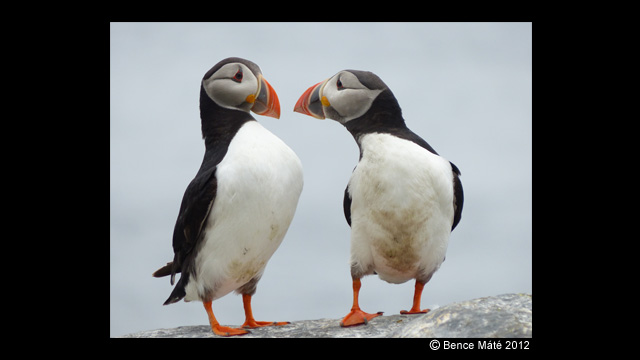 Get Inspired - LUMIX® Digital Camera DMC-FZ200