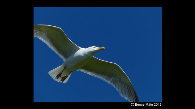 Get Inspired - LUMIX® Digital Camera DMC-FZ200