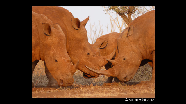 Get Inspired - LUMIX® Digital Camera DMC-FZ200