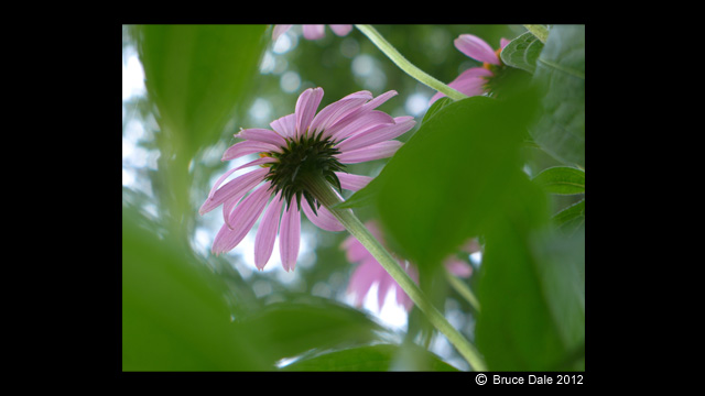 Get Inspired - LUMIX® Digital Camera DMC-LX7