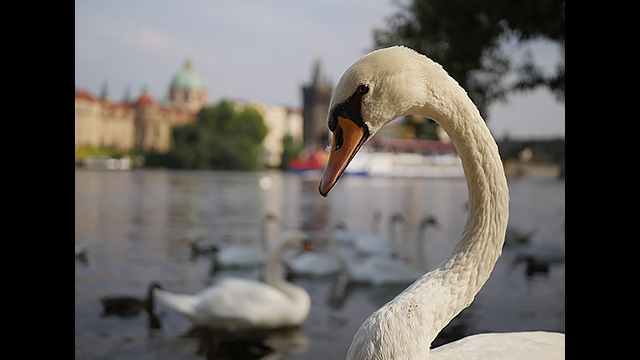 Get Inspired - LUMIX G Lens H-H025E