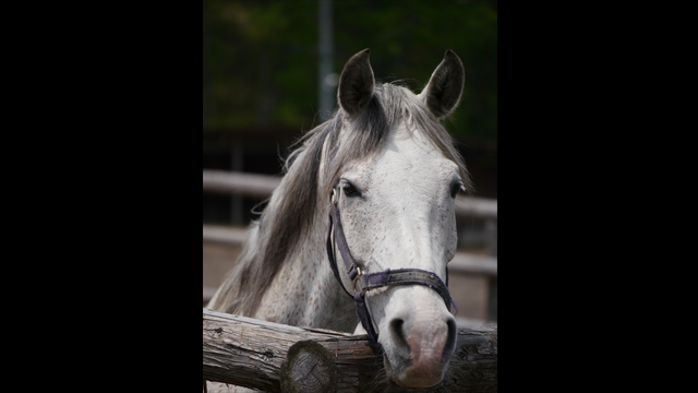 Get Inspired - LUMIX G Lens H-HS35100