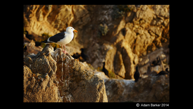 Get Inspired - Lumix Digital Camera DMC-FZ1000GN Super Zoom