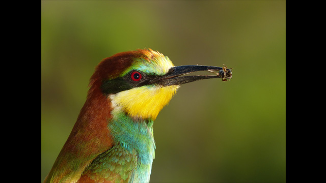 Get Inspired - Lumix Digital Camera DMC-FZ200GNK Super Zoom