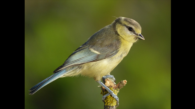 Get Inspired - Lumix Digital Camera DMC-FZ200GNK Super Zoom