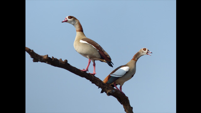 Get Inspired - Lumix Digital Camera DMC-FZ200GNK Super Zoom