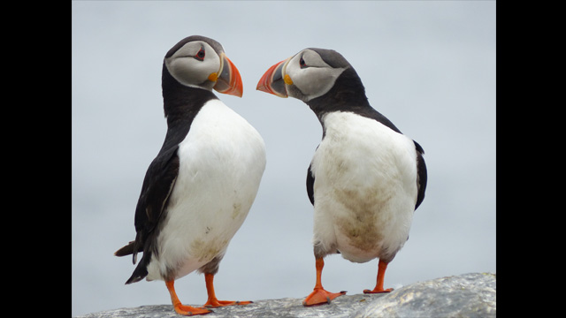 Get Inspired - Lumix Digital Camera DMC-FZ200GNK Super Zoom