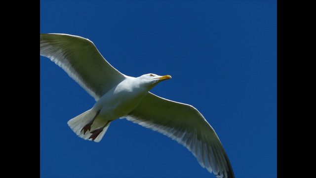 Get Inspired - Lumix Digital Camera DMC-FZ200GNK Super Zoom