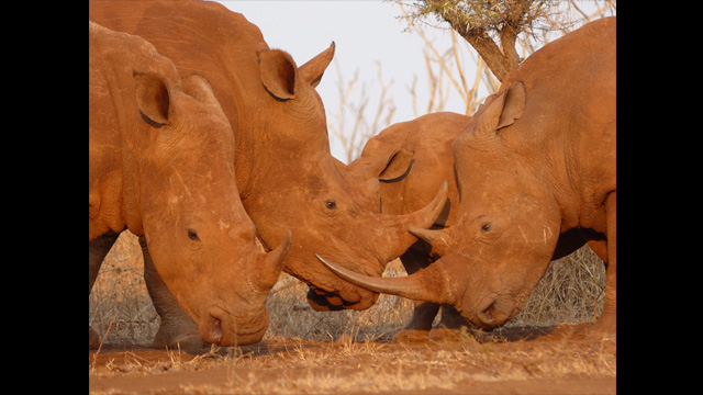 Get Inspired - Lumix Digital Camera DMC-FZ200GNK Super Zoom