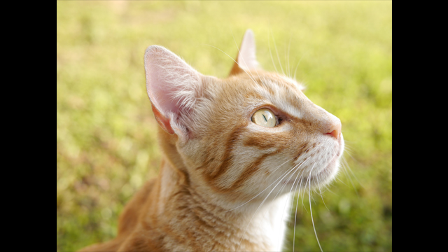 Get Inspired - DMC-GF6KGN-K