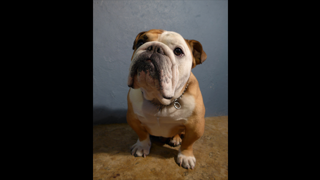 Get Inspired - LUMIX Digital Camera DMC-LF1GN-K