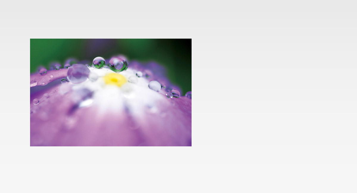 A Superior Macro Lens Brings
Tiny Worlds into View