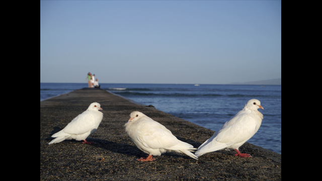 Get Inspired - LUMIX G Lens H-PS14042E-K